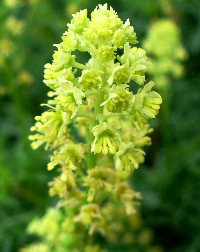 Reseda Lutea